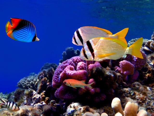 Larochelle Aquarium