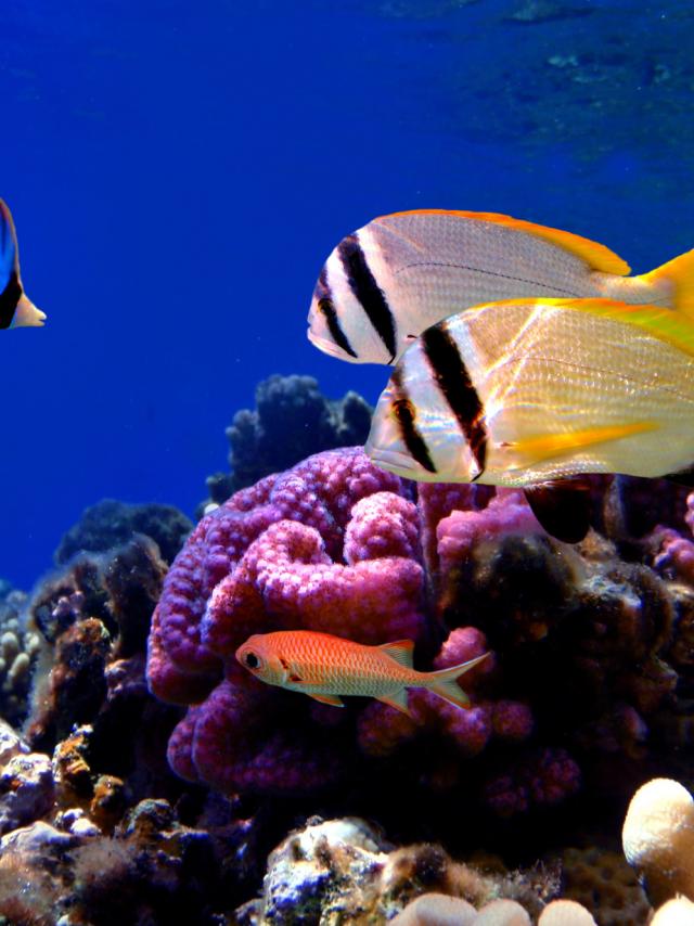 Larochelle Aquarium