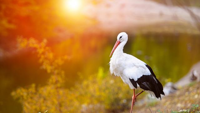 Stork