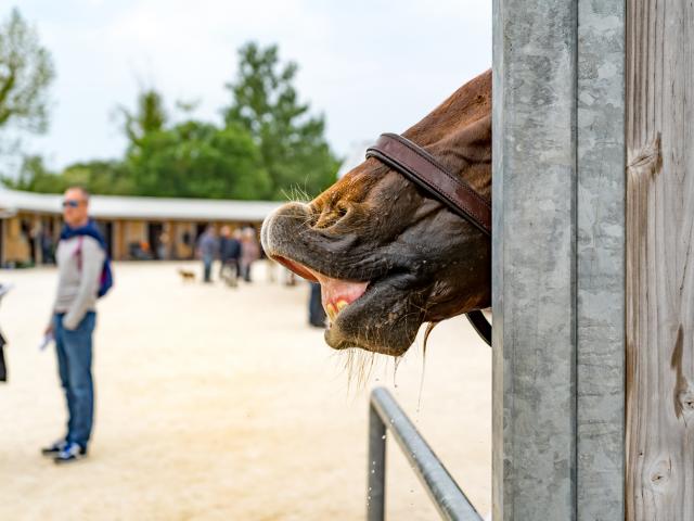 Cursus Hippodroom Chatelaillon Plage