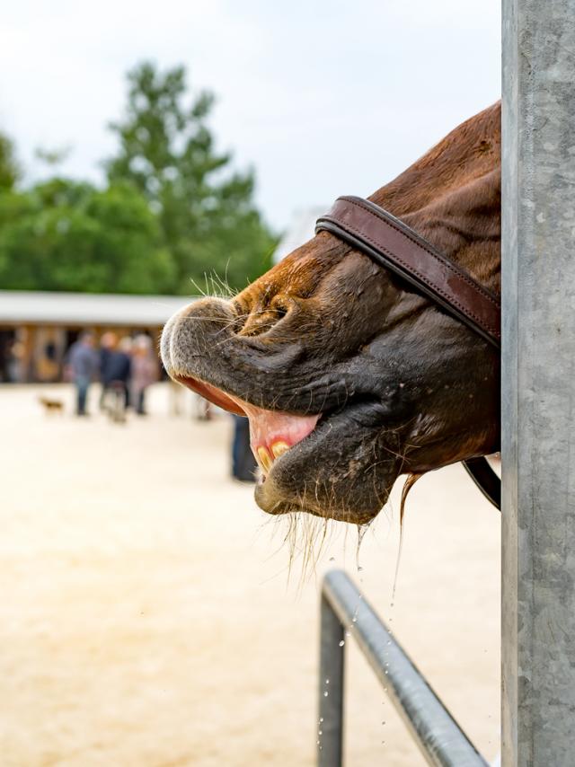 Cours Hippodrome Chatelaillon Plage