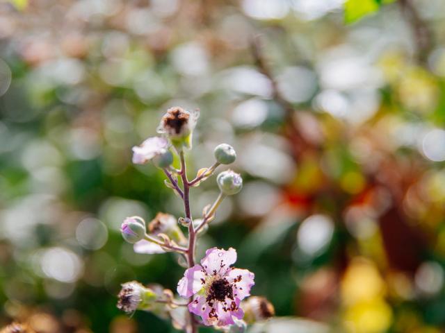 Fleur Marais Verhalenvertellers