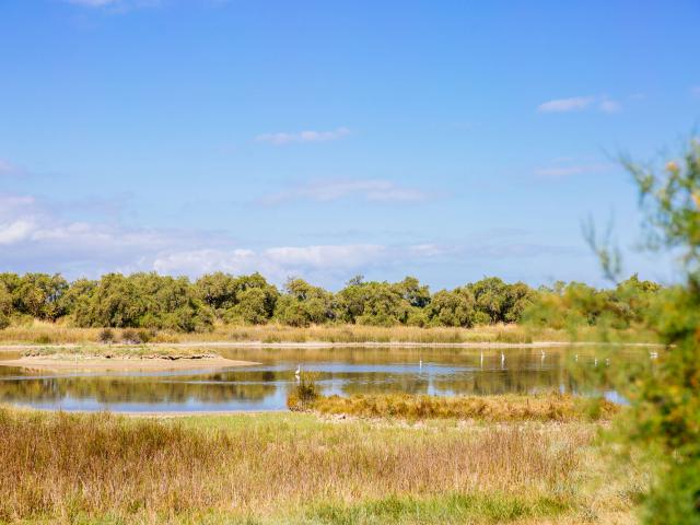 Heron Marais Chatelaillon C