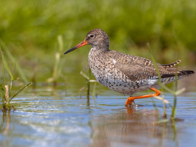 Oiseau Marais Yves