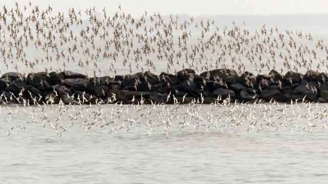 Vogels vliegen - Becasseaux