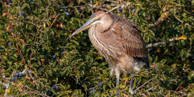 Purperreiger