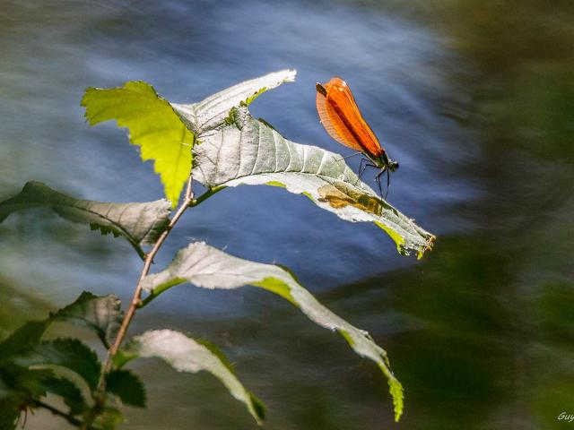 Insecten in de Marais d'Yves