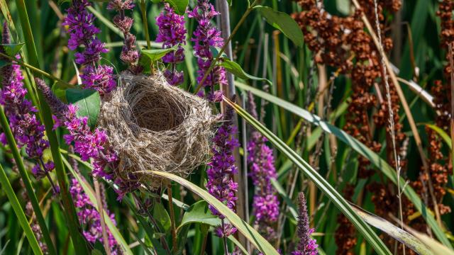 Nest bij Yves Marsh