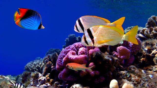 Larochelle Aquarium