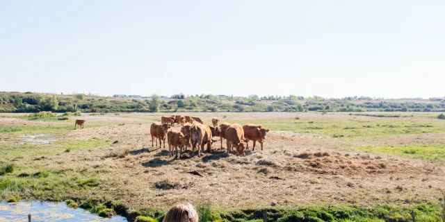 Marais Chatelaillon Les Conteurs 18