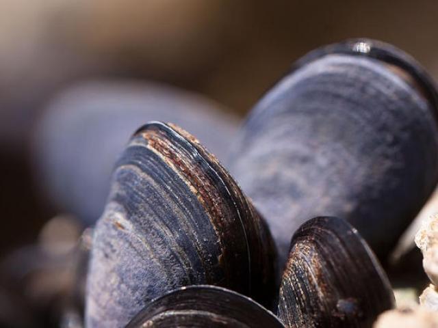 3 Entdeckung einer Muschelhütte