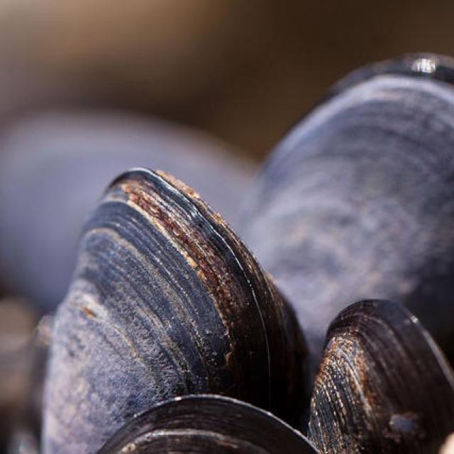 3 Entdeckung einer Muschelhütte