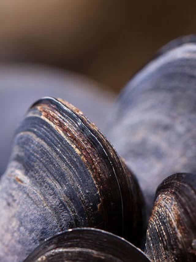 3 Entdeckung einer Muschelhütte